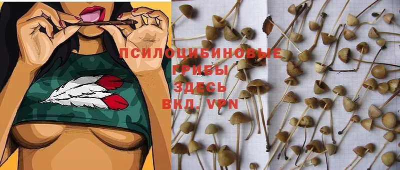 продажа наркотиков  Бутурлиновка  Галлюциногенные грибы MAGIC MUSHROOMS 